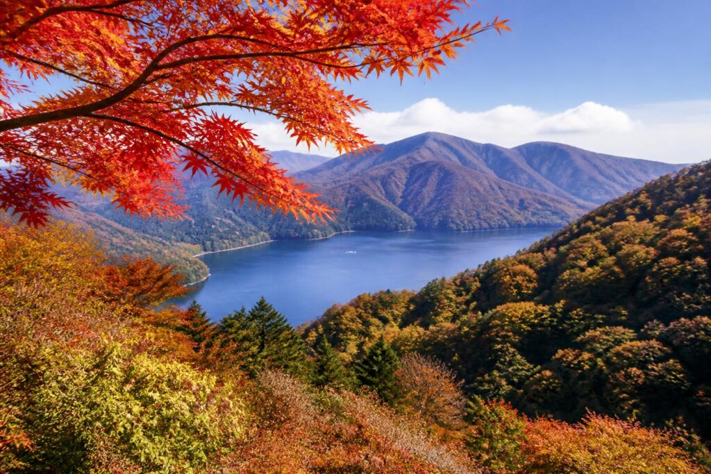 紅葉の豆知識を知って、秋の楽しみ方を深める方法は？