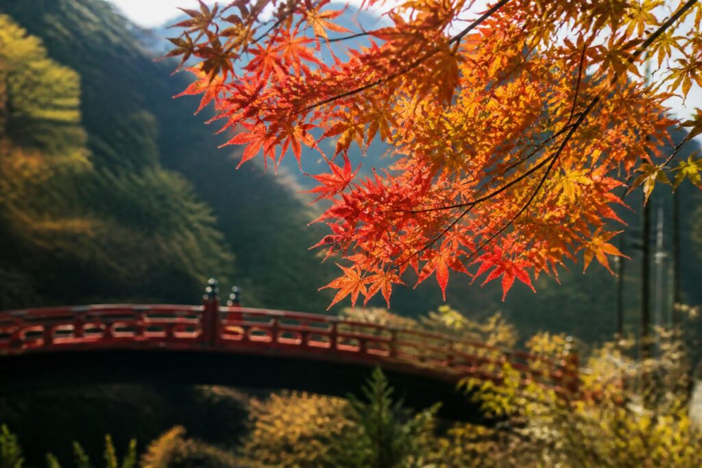 暖かい秋に訪れたい紅葉の色づきスポットは？