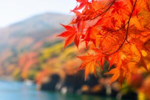 紅葉狩りデートにおすすめのスポットはどこ？