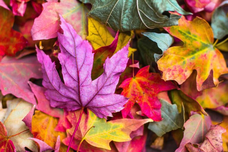 関東の紅葉の期間はいつからいつまでが目安？