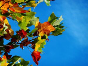 関東の紅葉を車で楽しむおすすめスポットは？