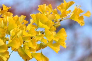 三溪園の紅葉時期における混雑状況はどうなっていますか？