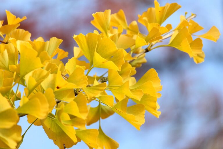 三溪園の紅葉時期における混雑状況はどうなっていますか？