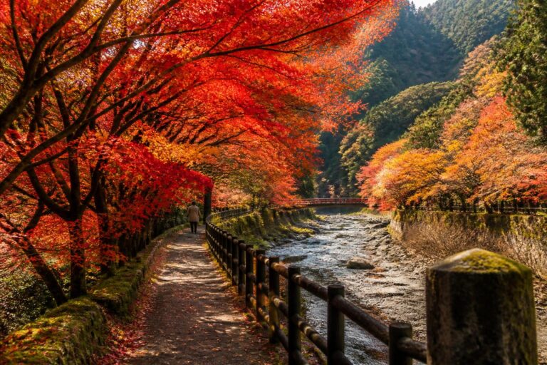 鶴岡八幡宮の紅葉ライトアップはいつ見頃ですか？